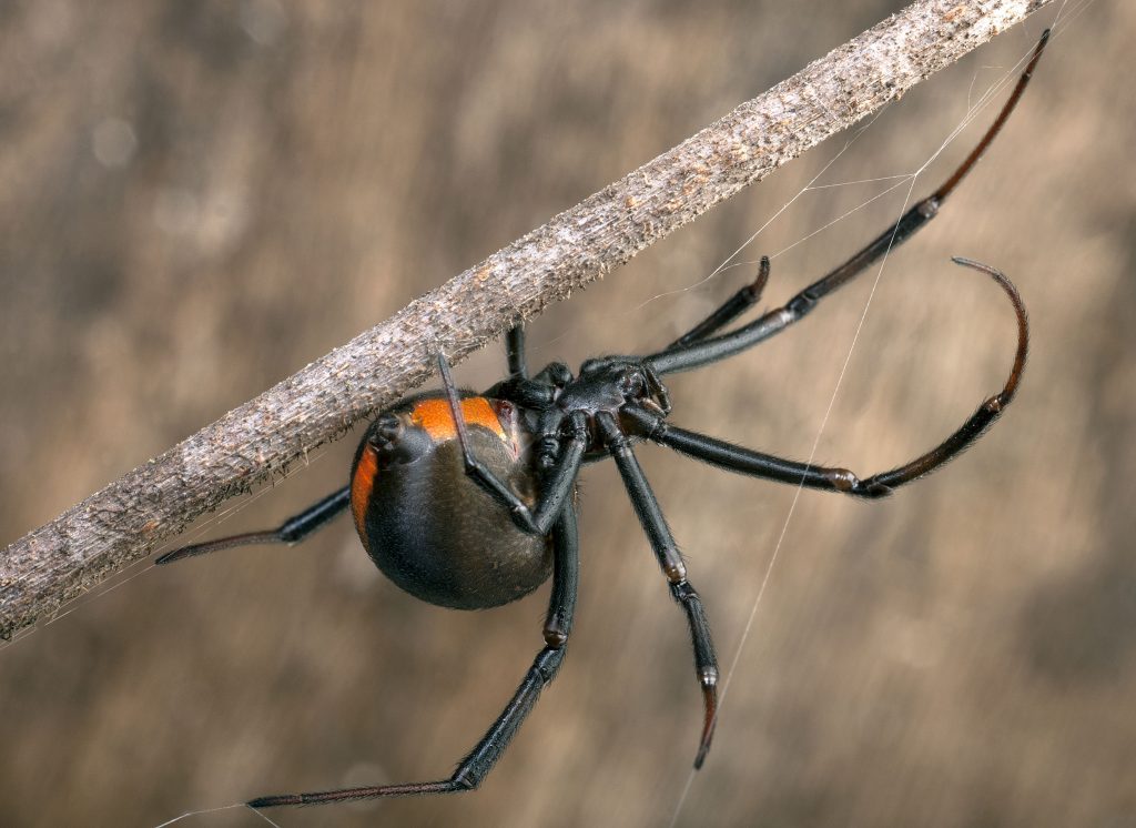 redback-spider-scientific-name-latrodectus-hasselti-lyle-radford